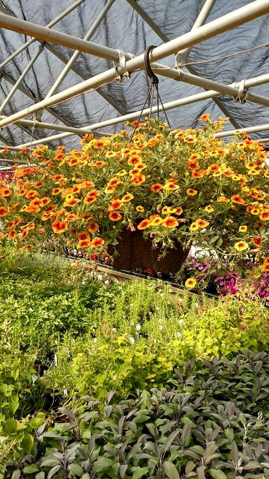 Buxton's Garden Farm & Flower Shop Products